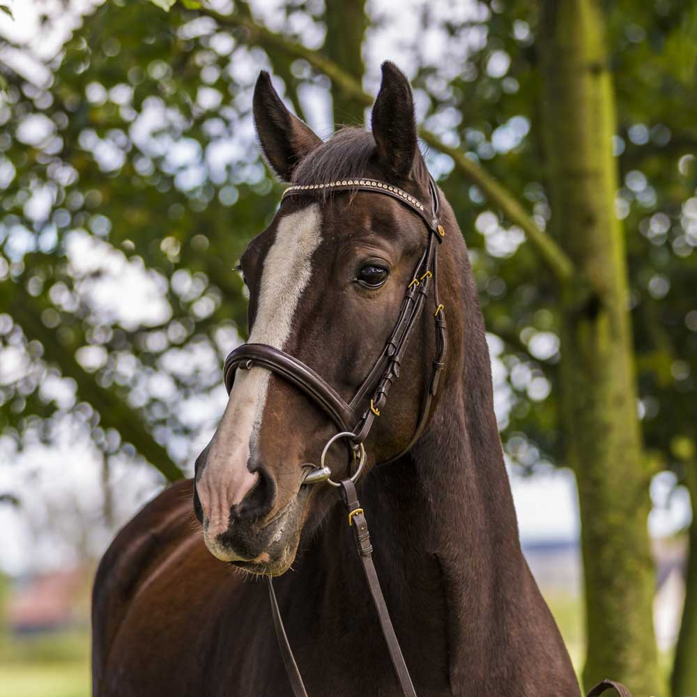 Biene, Warmblut