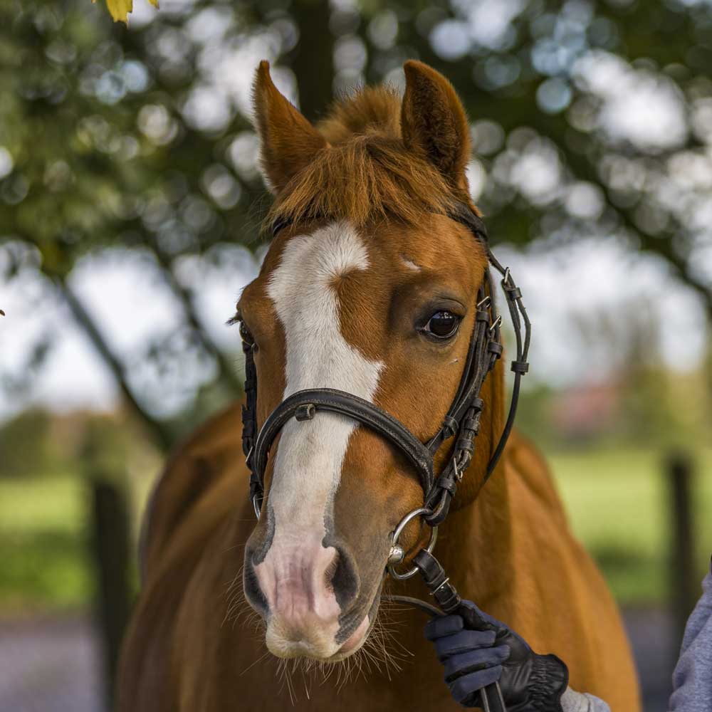Blitz, Deutsches Reitpony