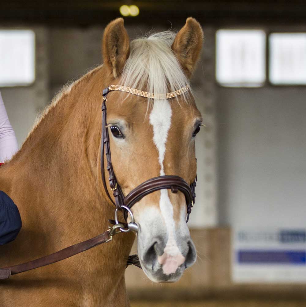Conny, Haflinger