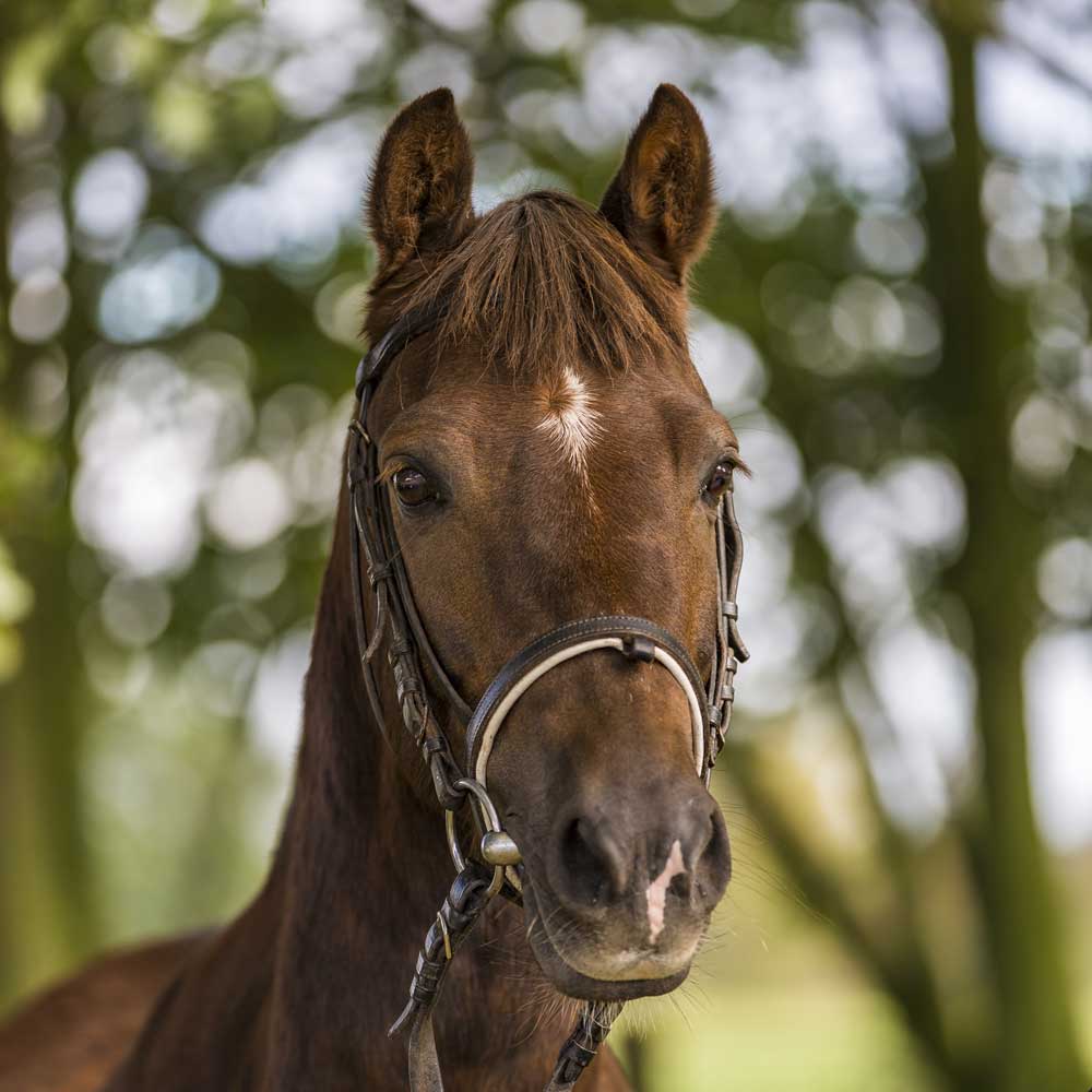 Donner, Deutsches Reitpony