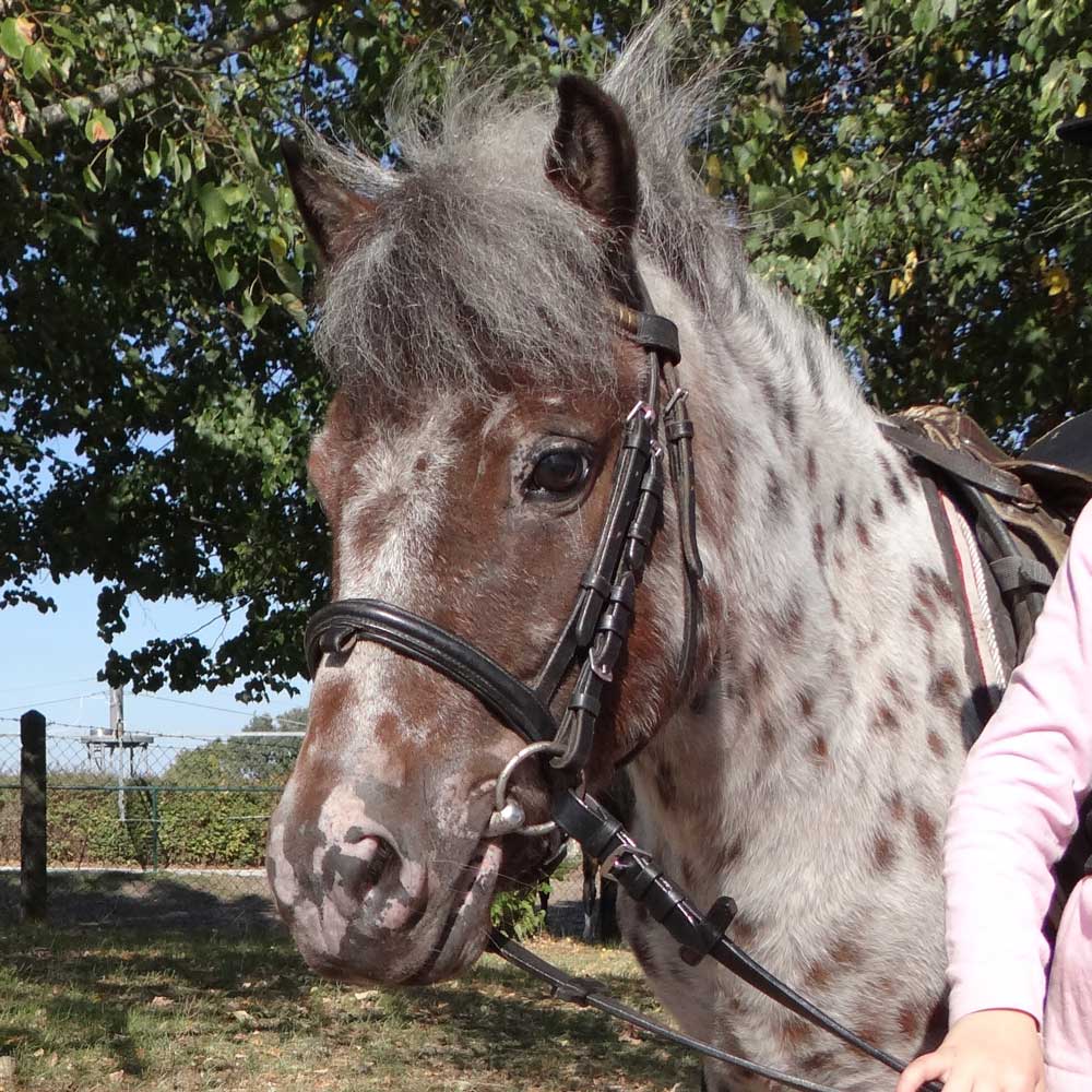 Kleiner Onkel, Deutsches Reitpony