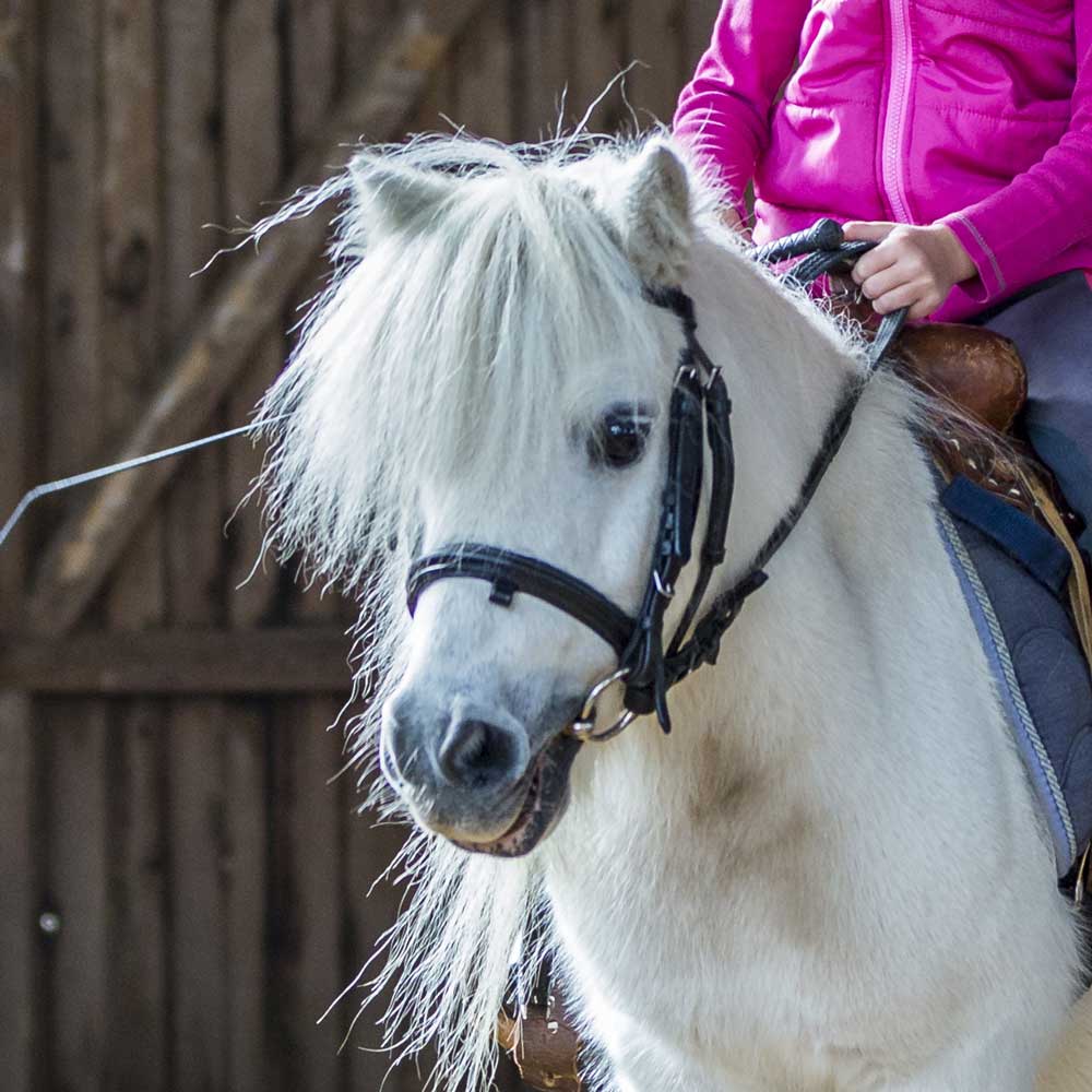 Milton, Shetlandpony