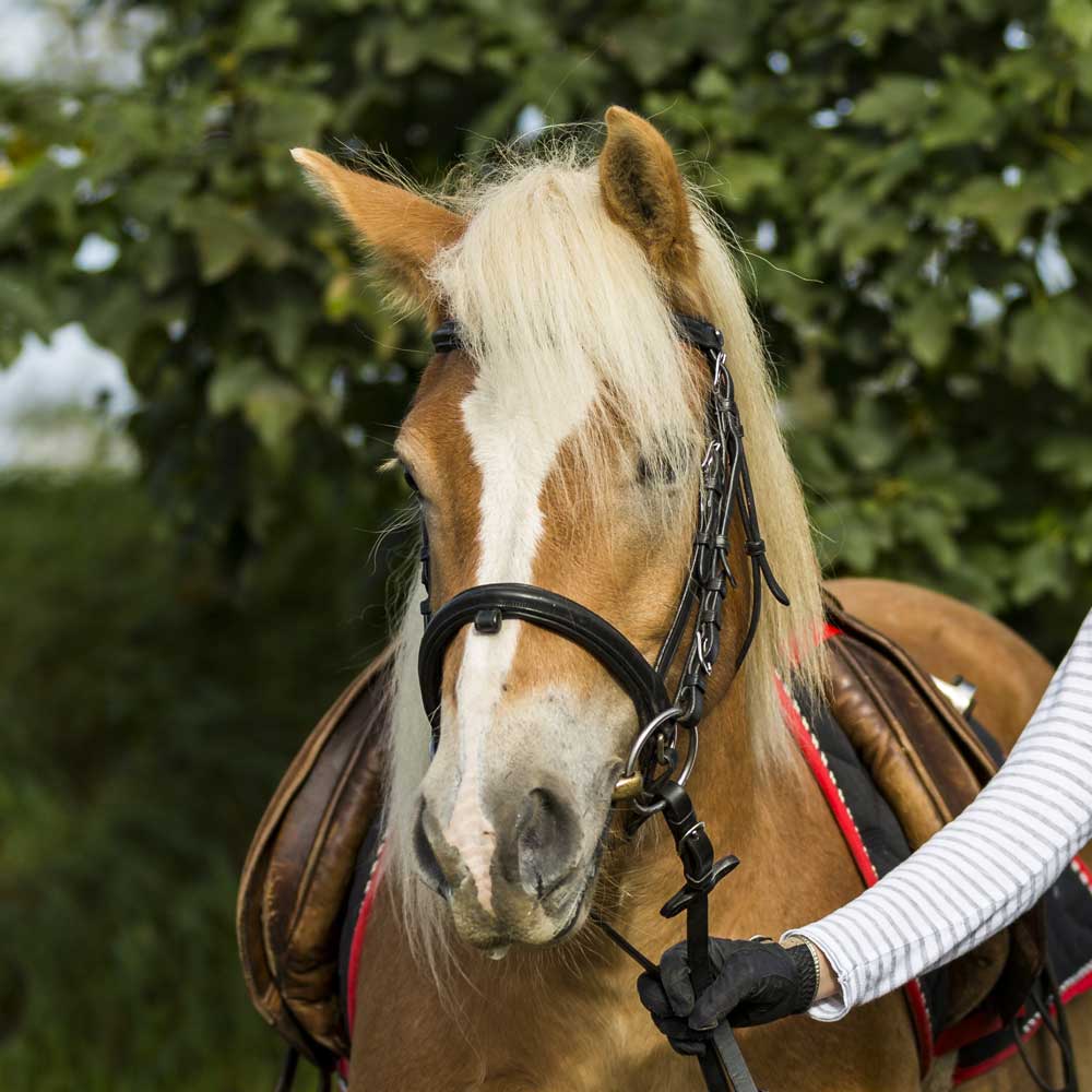 Safari, Haflinger