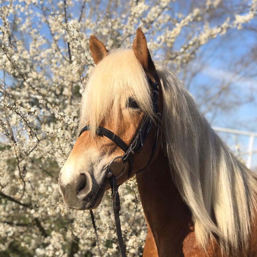 Wallou, Haflinger