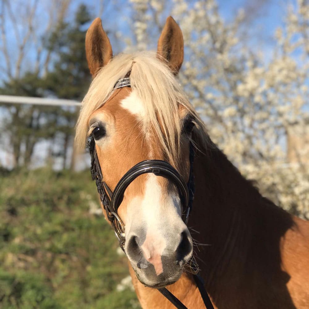 Willi, Haflinger